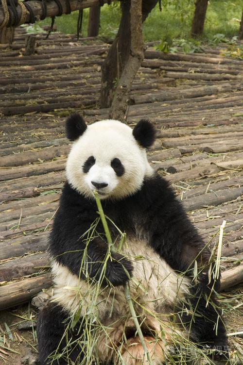 在中国成都动物园饲养的熊猫照片-正版商用图片19yilh-摄图新视界
