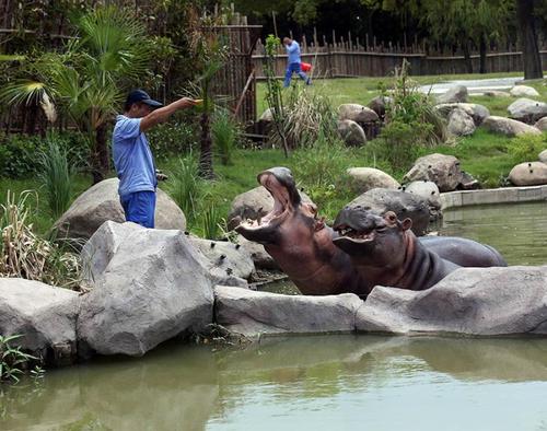 上海野生动物园,盛夏"水域探秘"