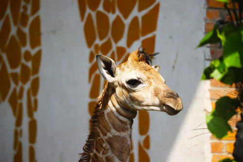 爱在延续,广州动物园的长颈鹿新生命