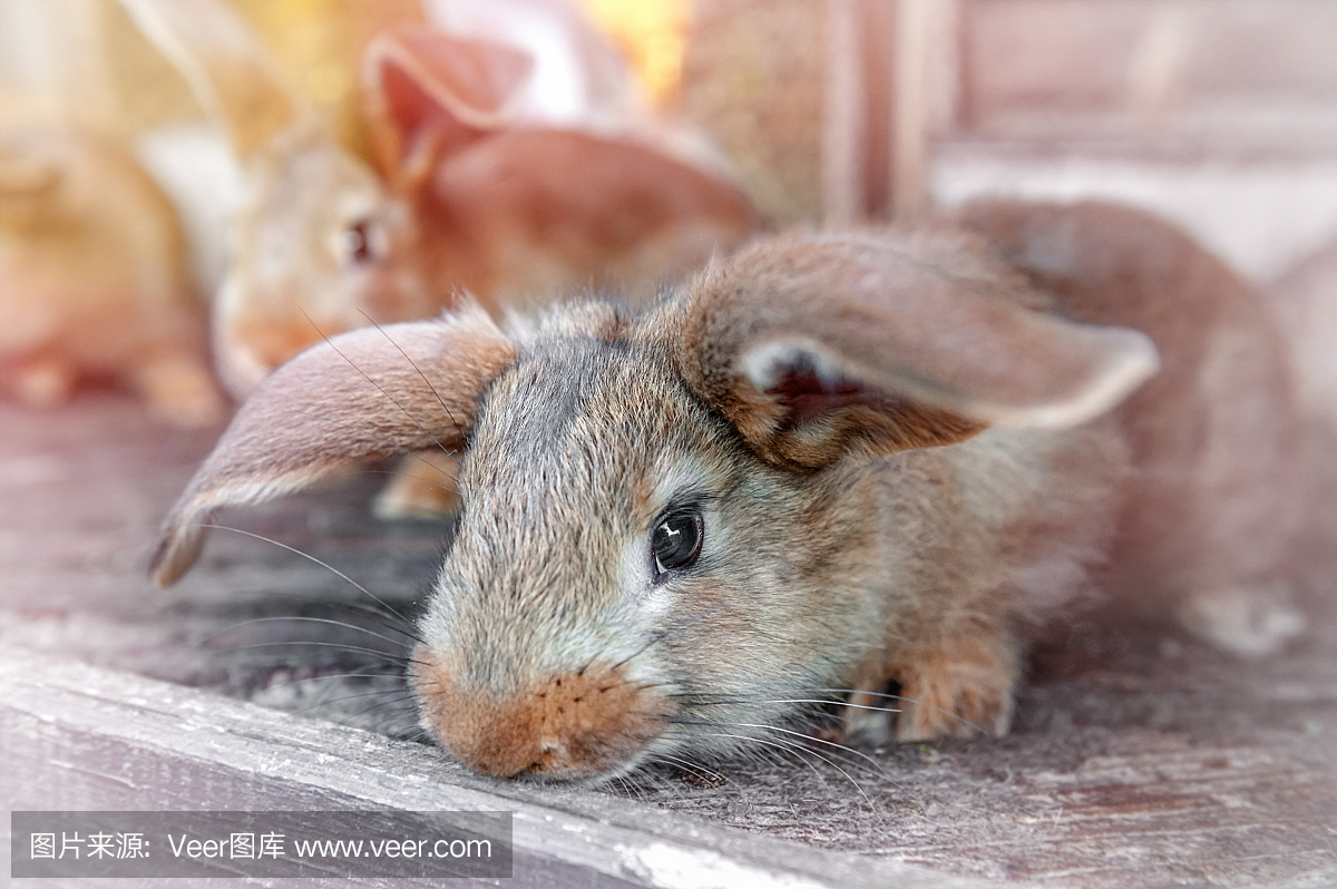 有耳的红兔子和干草一起住在笼子里。农场饲养出售的动物