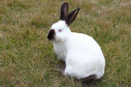 兔子在育肥期应限制其运动,饲料消耗,可把育肥兔进行高密度饲养,保持